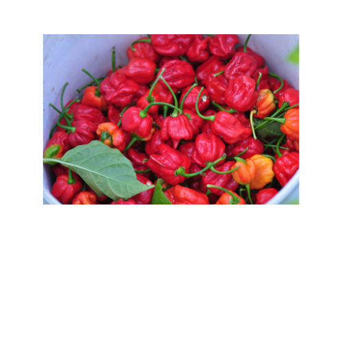 Pepper Plant, Trinidad Scorpion Moruga