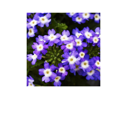 Verbena, PeekABoo Indigo