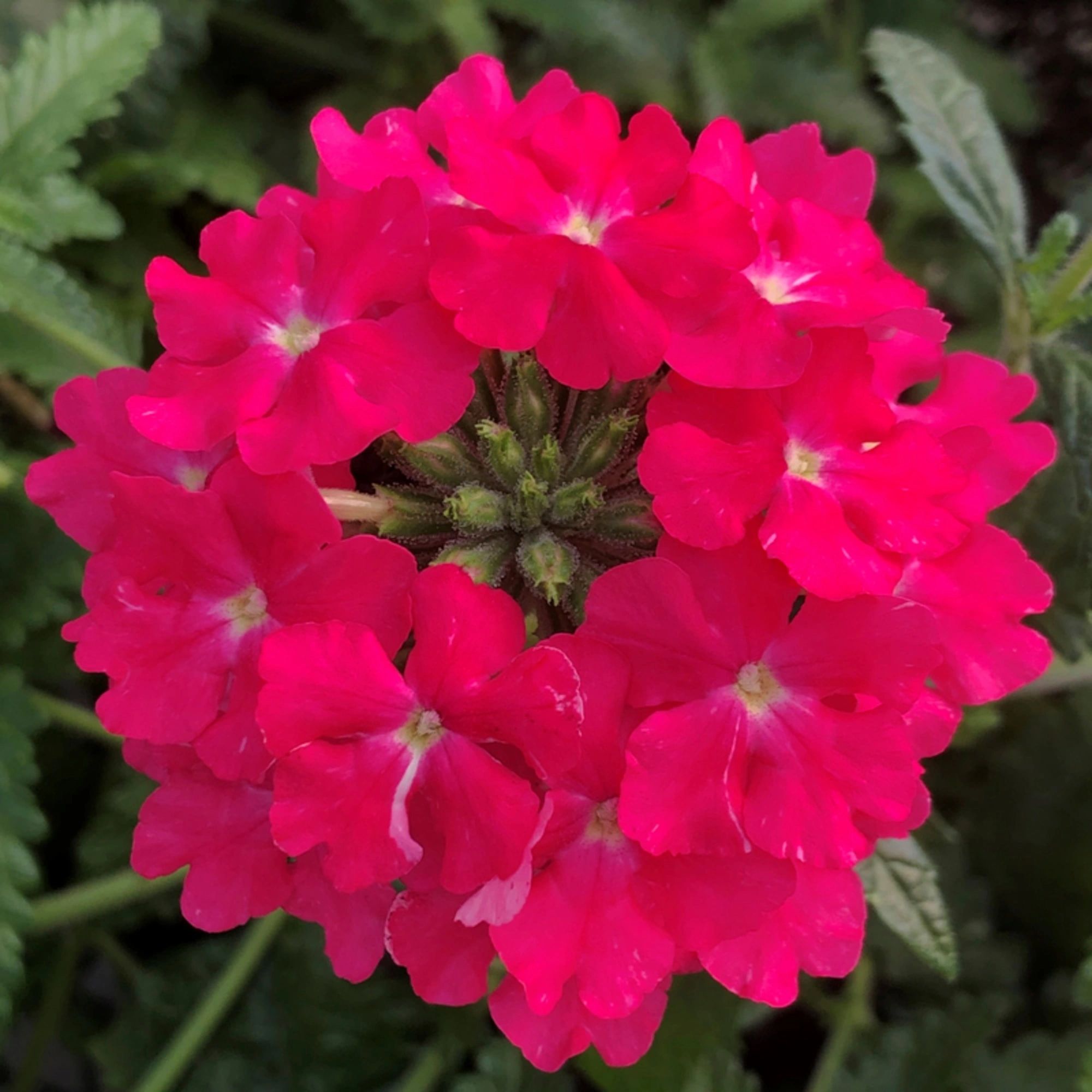 Verbena, Lanai Deep Pink