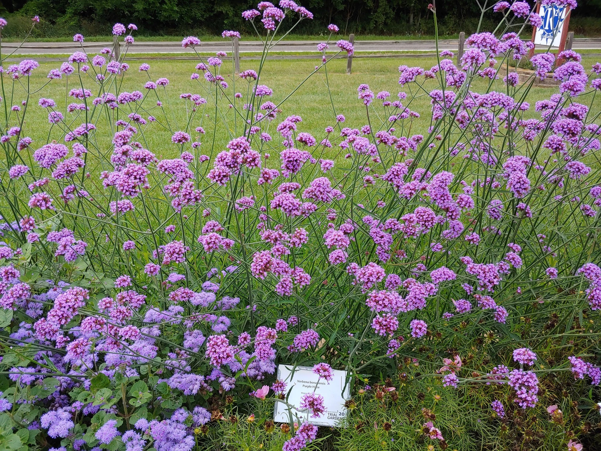 Verbena bonariensis