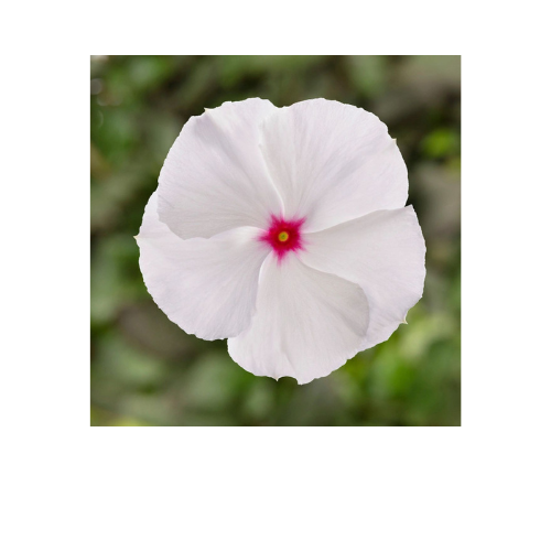 Vinca, Cora XDR Polka Dot