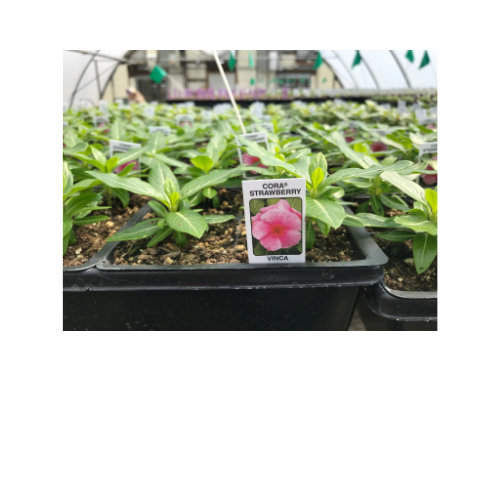 Vinca, Cora Strawberry