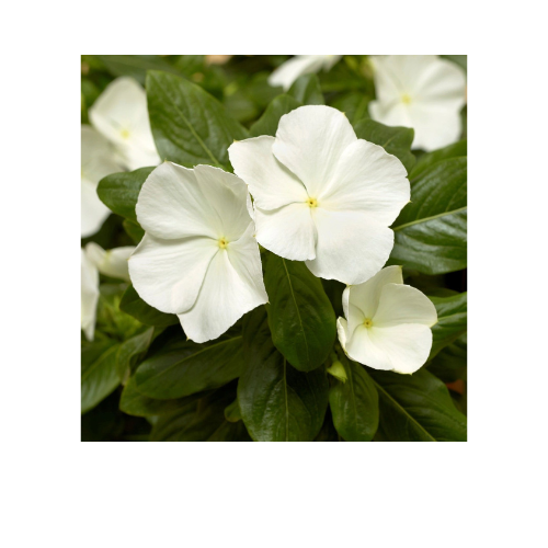 Vinca, Cora XDR White