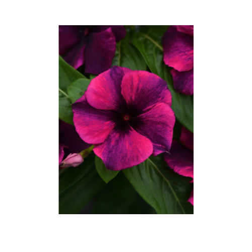 Vinca, Tattoo™ Black Cherry