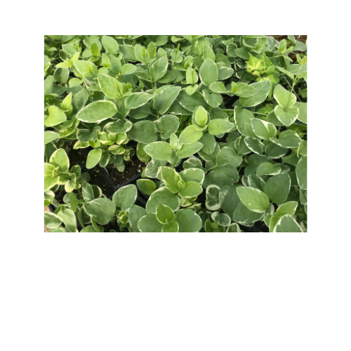 Vinca vine, Variegata