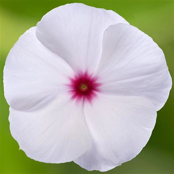 Vinca, Cora Cascade Polka Dot