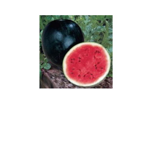 Watermelon, Sugar Baby