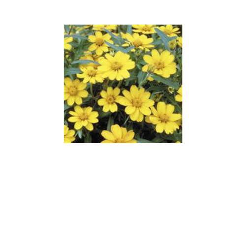 Zinnia, Crystal Yellow