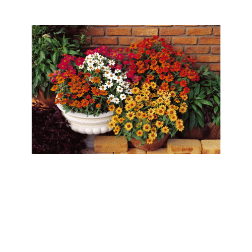 Zinnia, Profusion 5 Color Mix