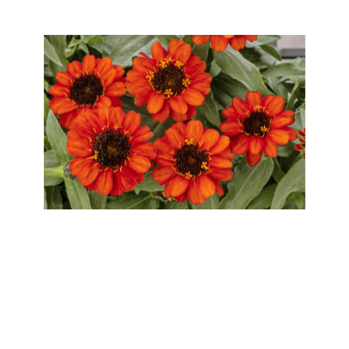 Zinnia, Profusion Fire