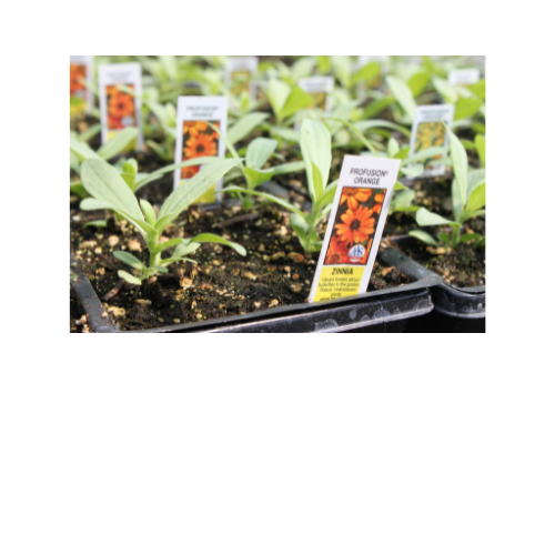 Zinnia, Profusion Orange