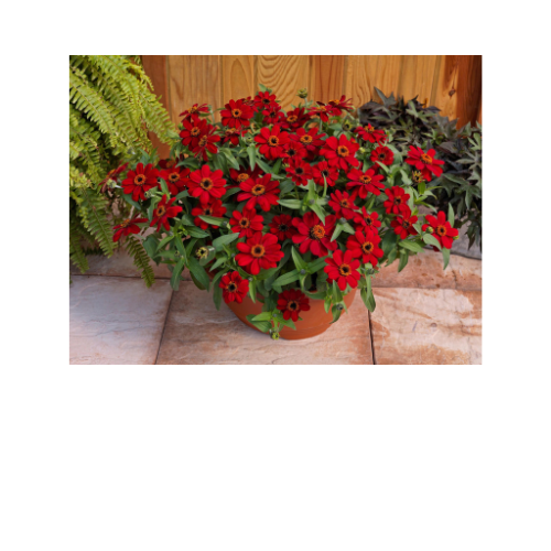 Zinnia, Profusion Red