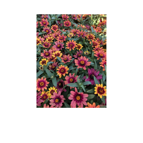 Zinnia, Profusion Red Yellow Bicolor