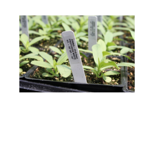 Zinnia, Profusion White