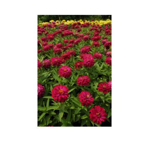 Zinnia, Zahara Double Cherry