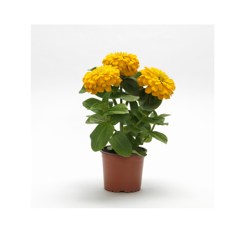 Zinnia, Zesty Yellow