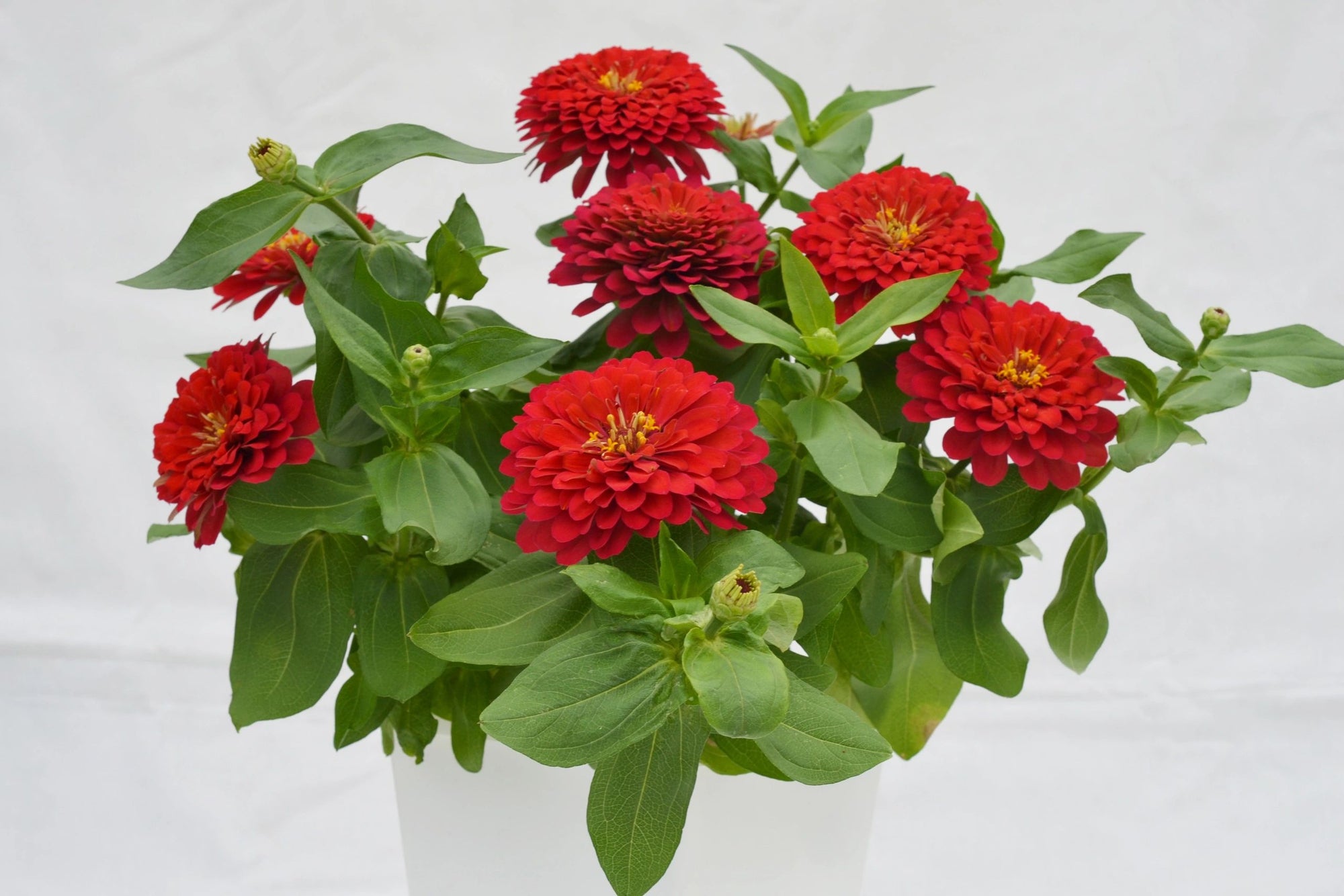 Zinnia, Holi Scarlet