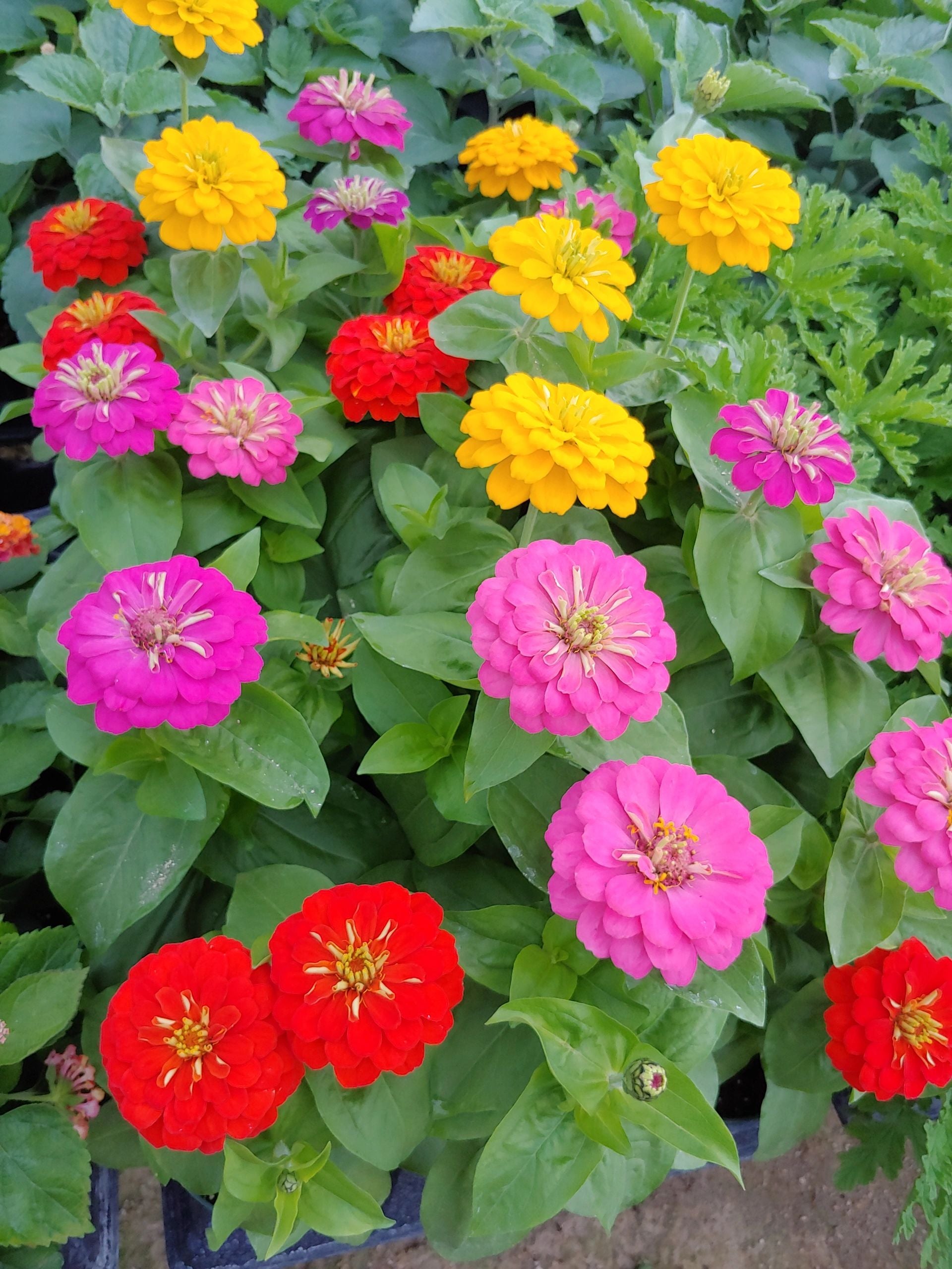 Zinnia, Zesty Mix