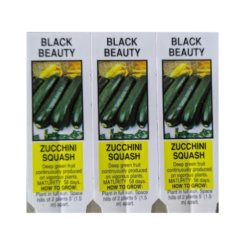 Squash, Zucchini Black Beauty