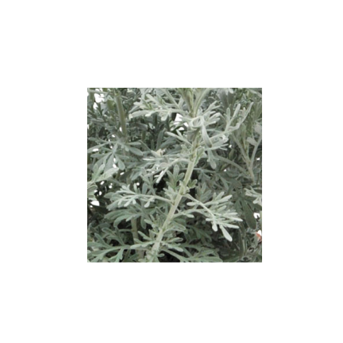 Artemisia, Parfum d'Ethiopia