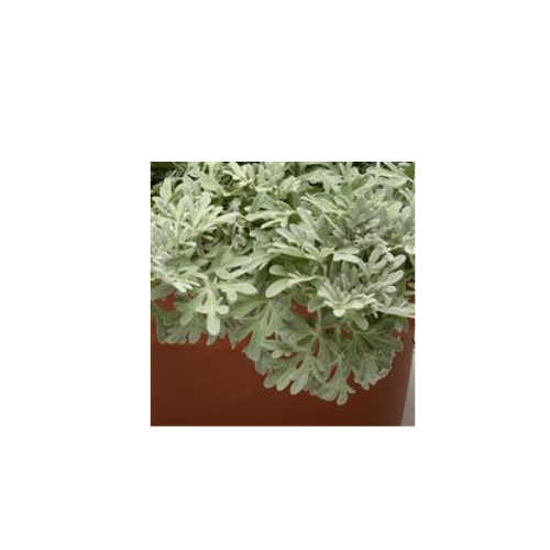 Artemisia, Silver Brocade