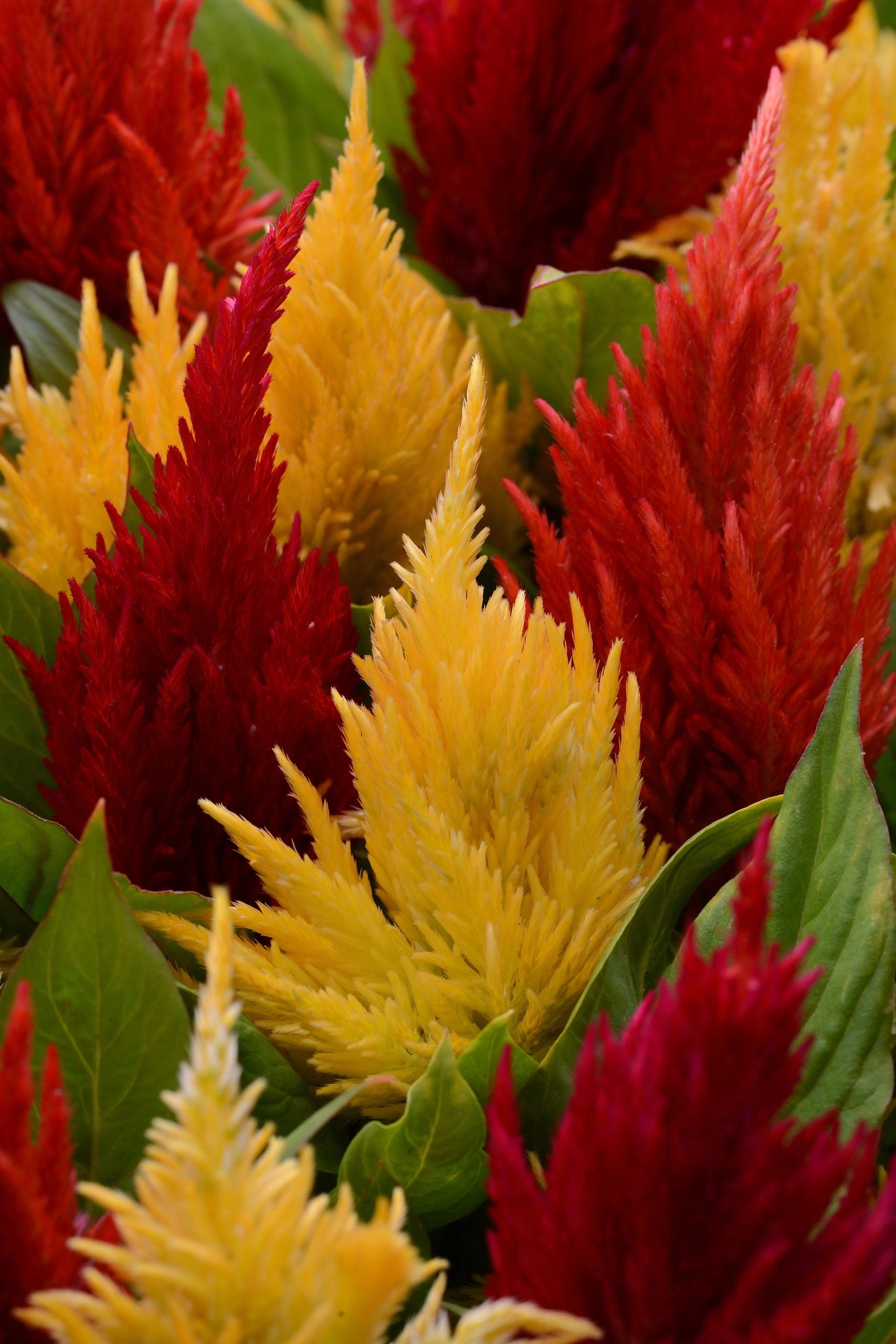 Celosia, First Flame Mix