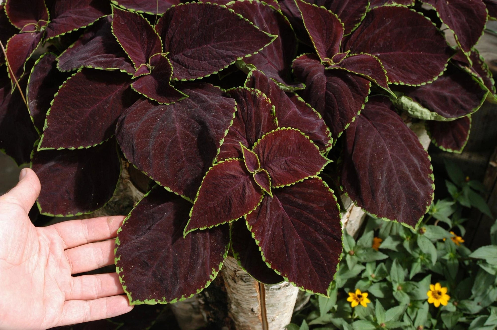 Coleus, Premium Sun Chocolate Mint