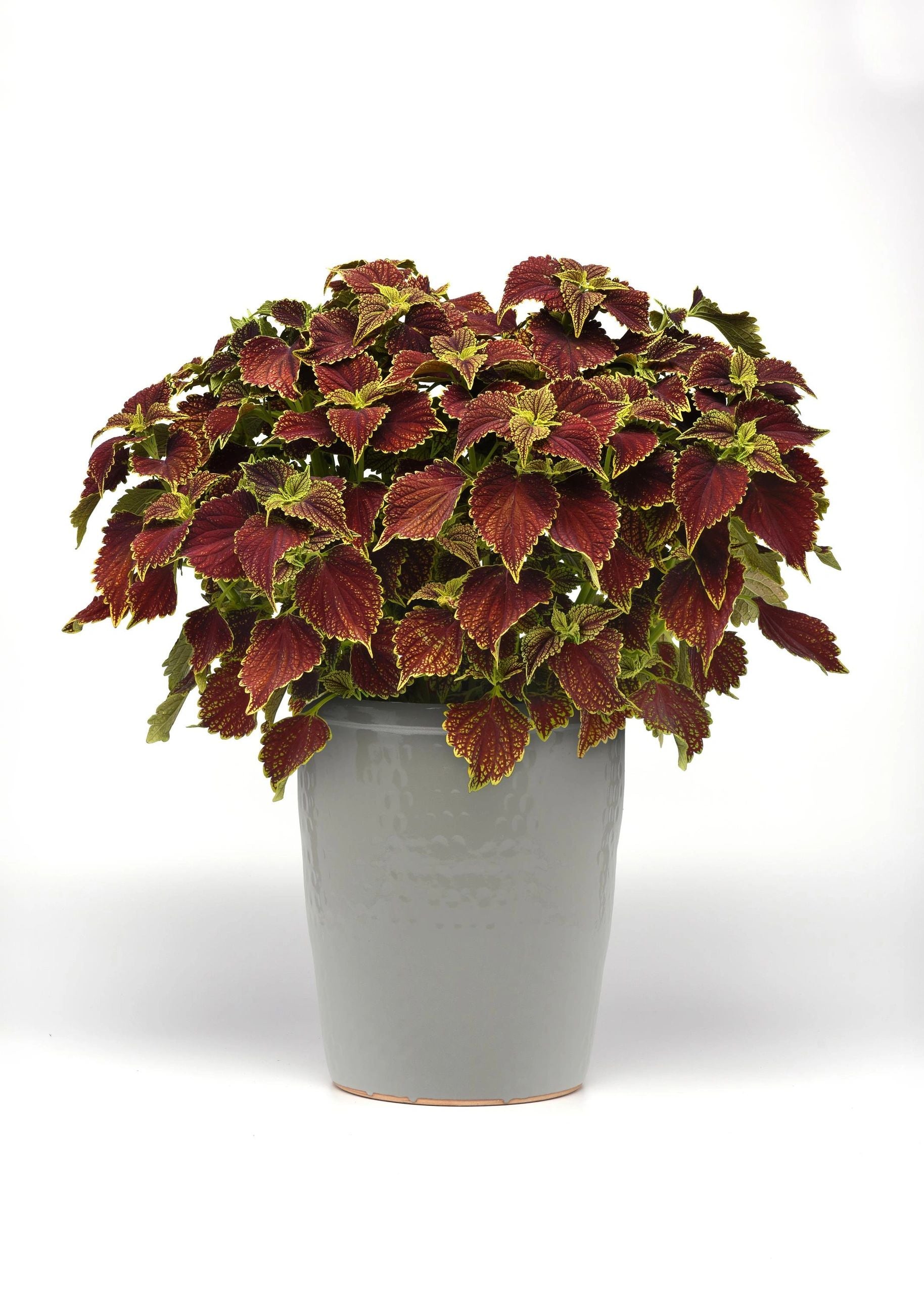 Coleus, Coleosaurus