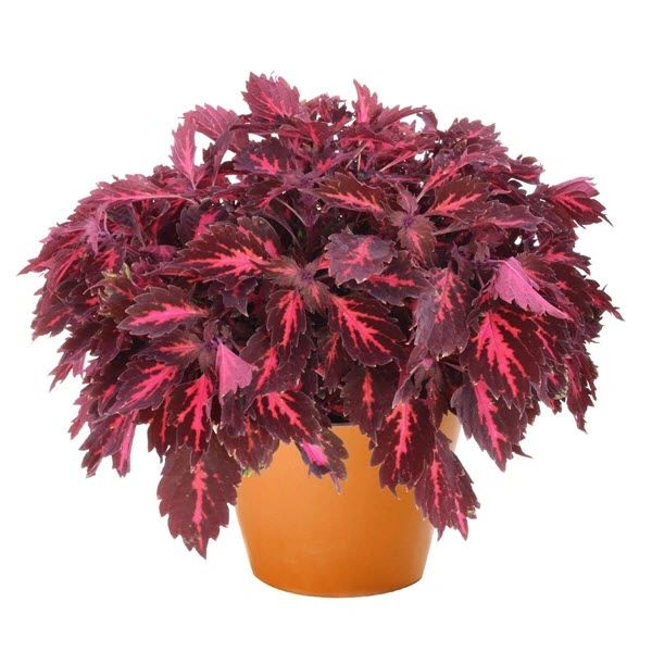 Coleus, Downtown Royalty