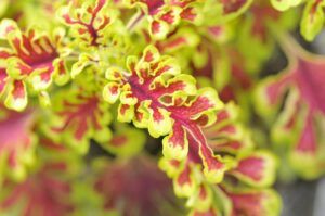 Coleus, Electric Coral