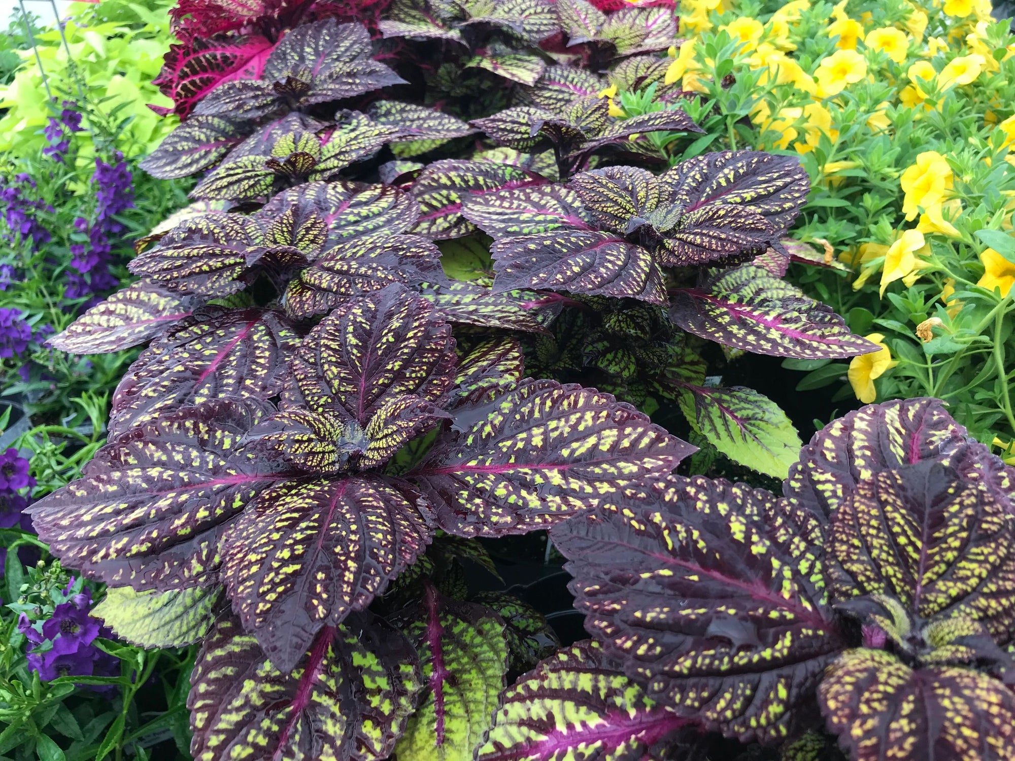Coleus, Fishnet Stocking