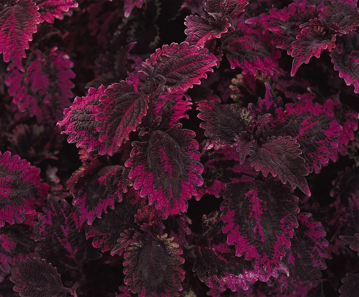 Coleus, Florida Sun Rose