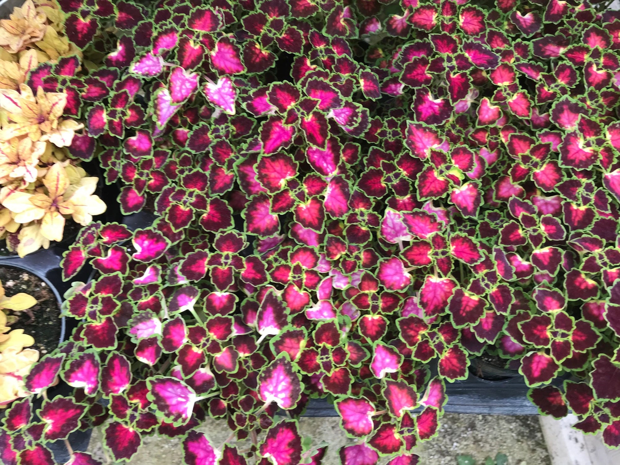 Coleus, Great Falls Angel