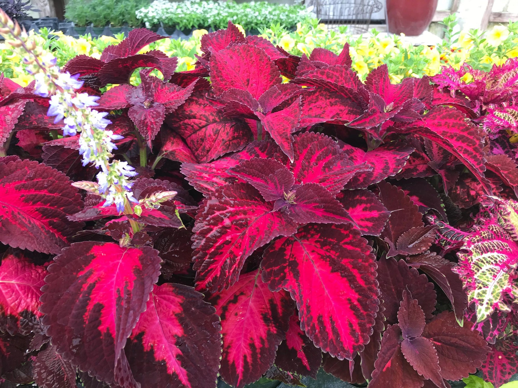 Coleus, Kingswood Torch