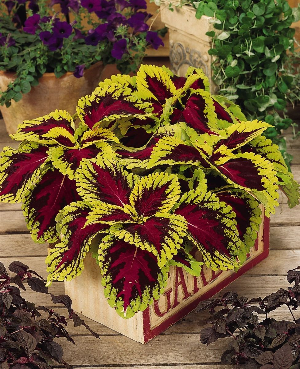 Coleus, Kong® Rose