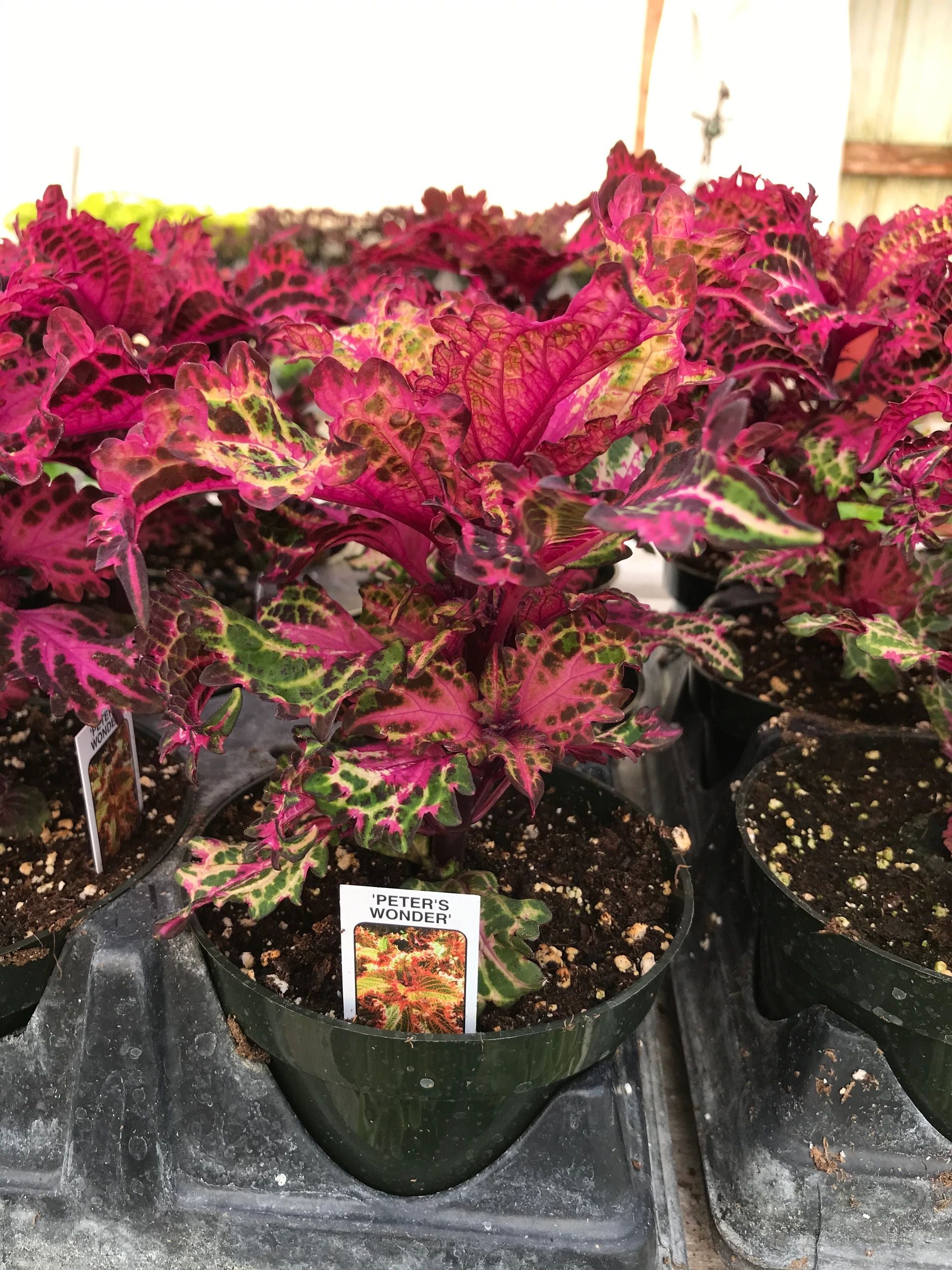 Coleus, Peters Wonder