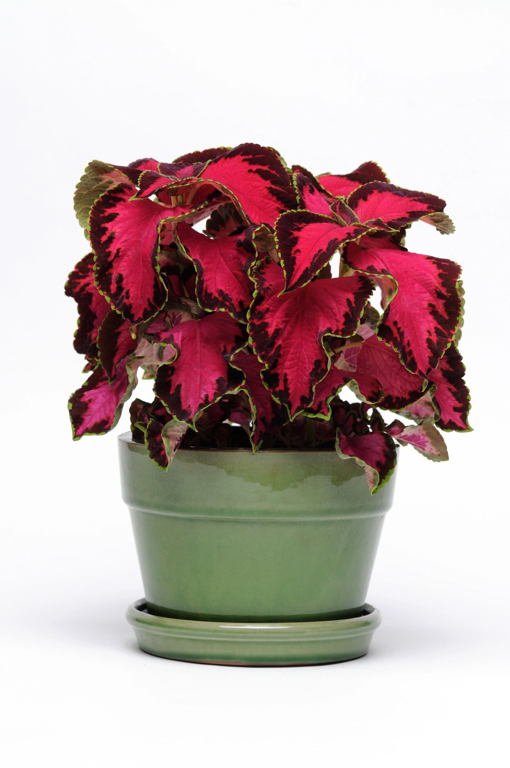 Coleus, Premium Sun Chocolate Covered Cherry