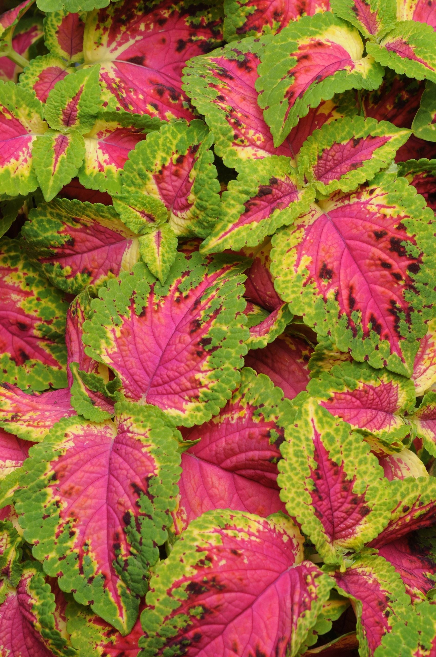 Coleus, Premium Sun Watermelon