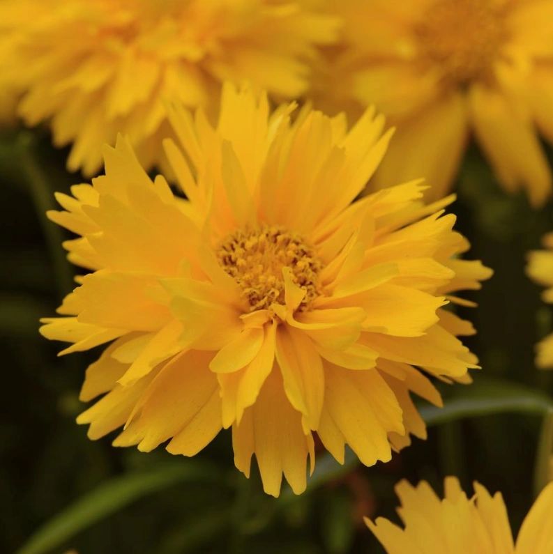 Coreopsis grandiflora 'Double the Sun'