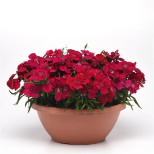 Dianthus, Coronet Cherry Red
