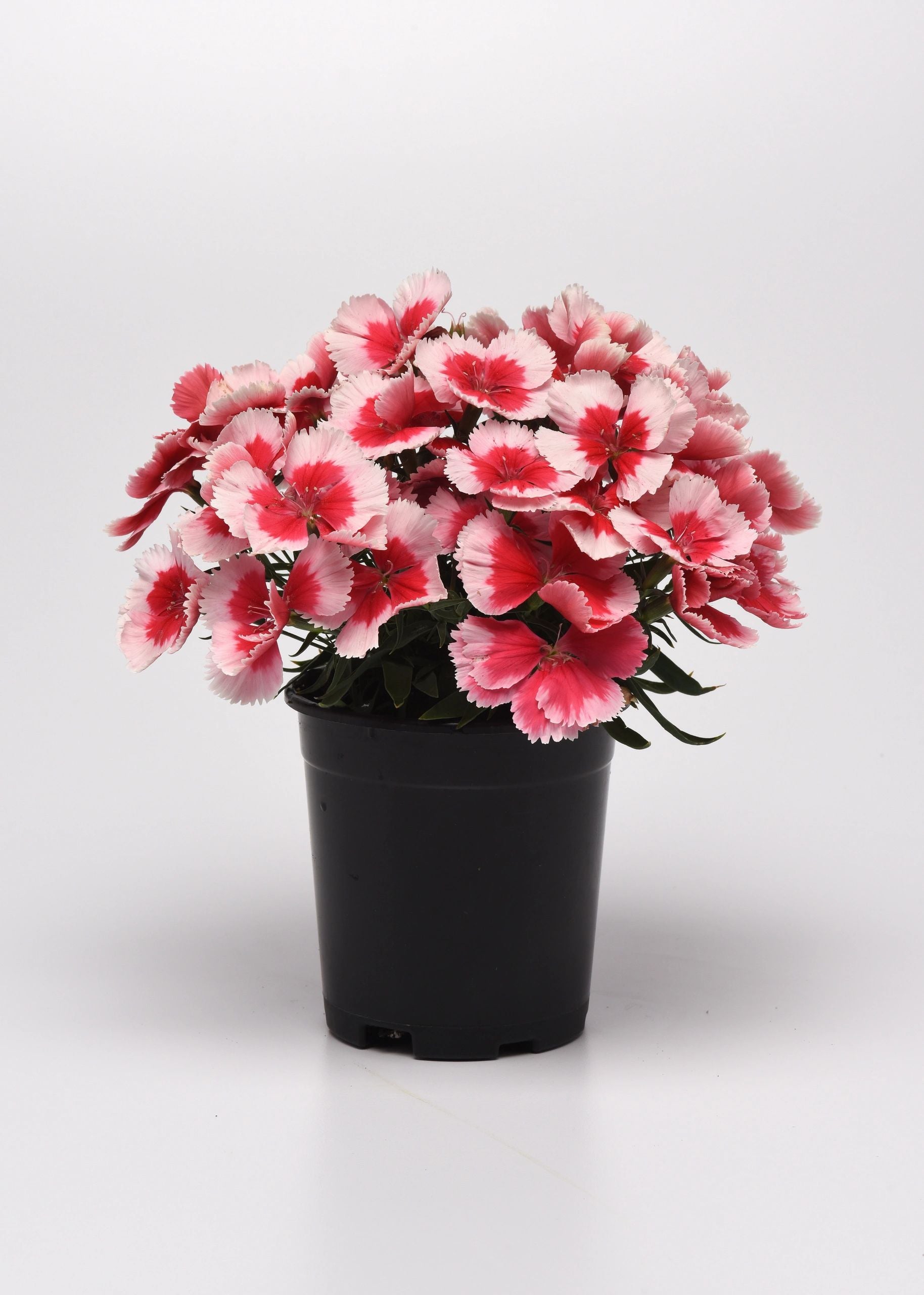 Dianthus, Coronet Strawberry