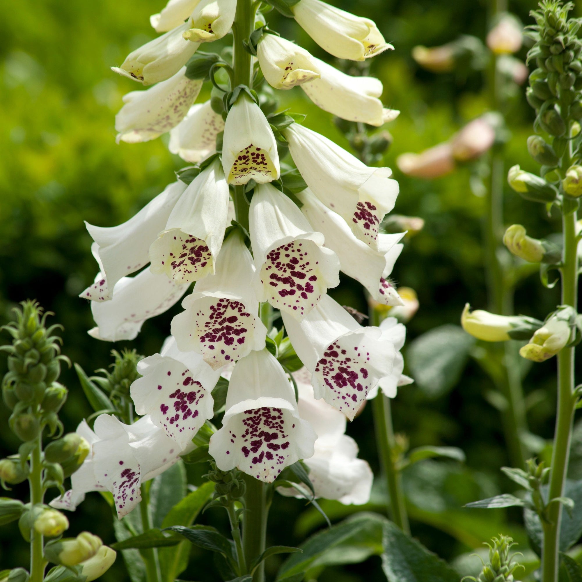 Digitalis Dalmation White