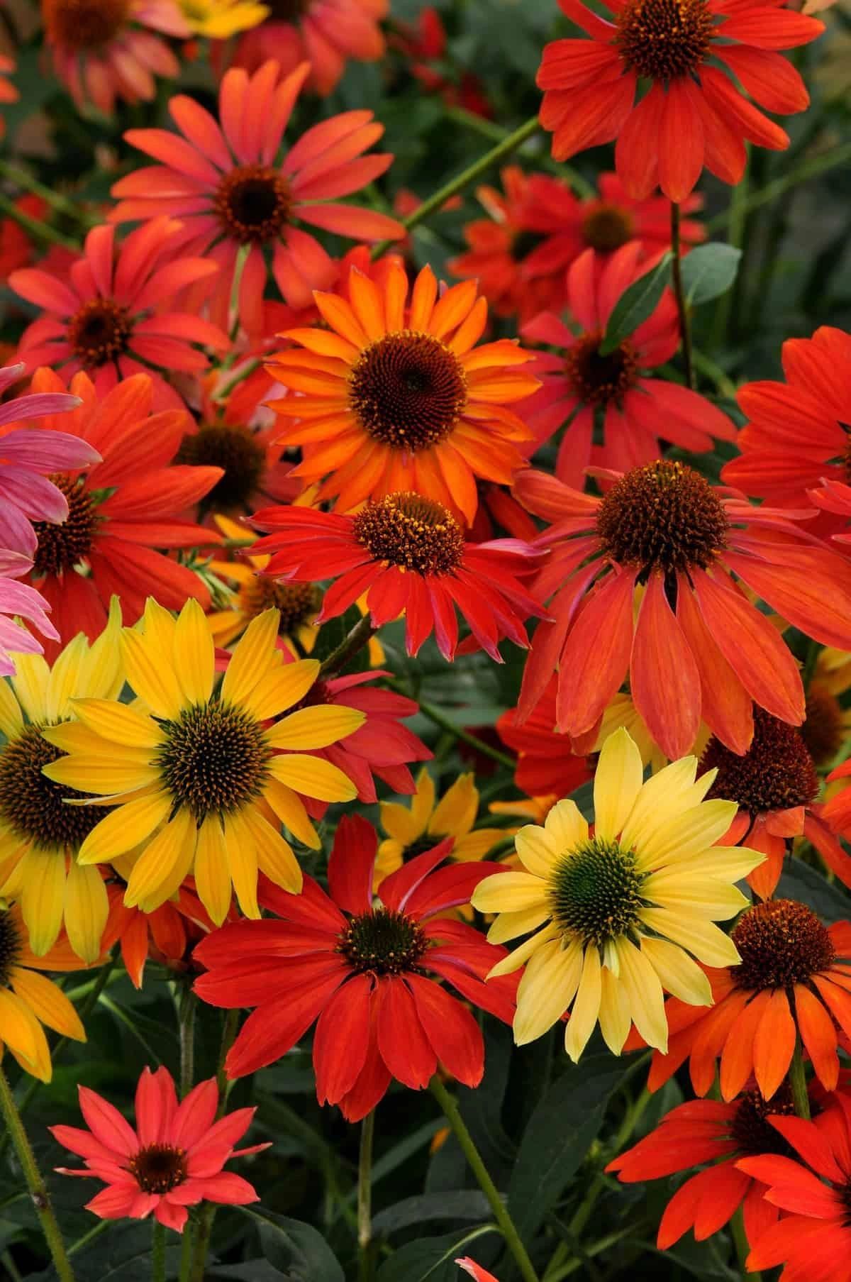 Echinacea, Cheyenne Spirit