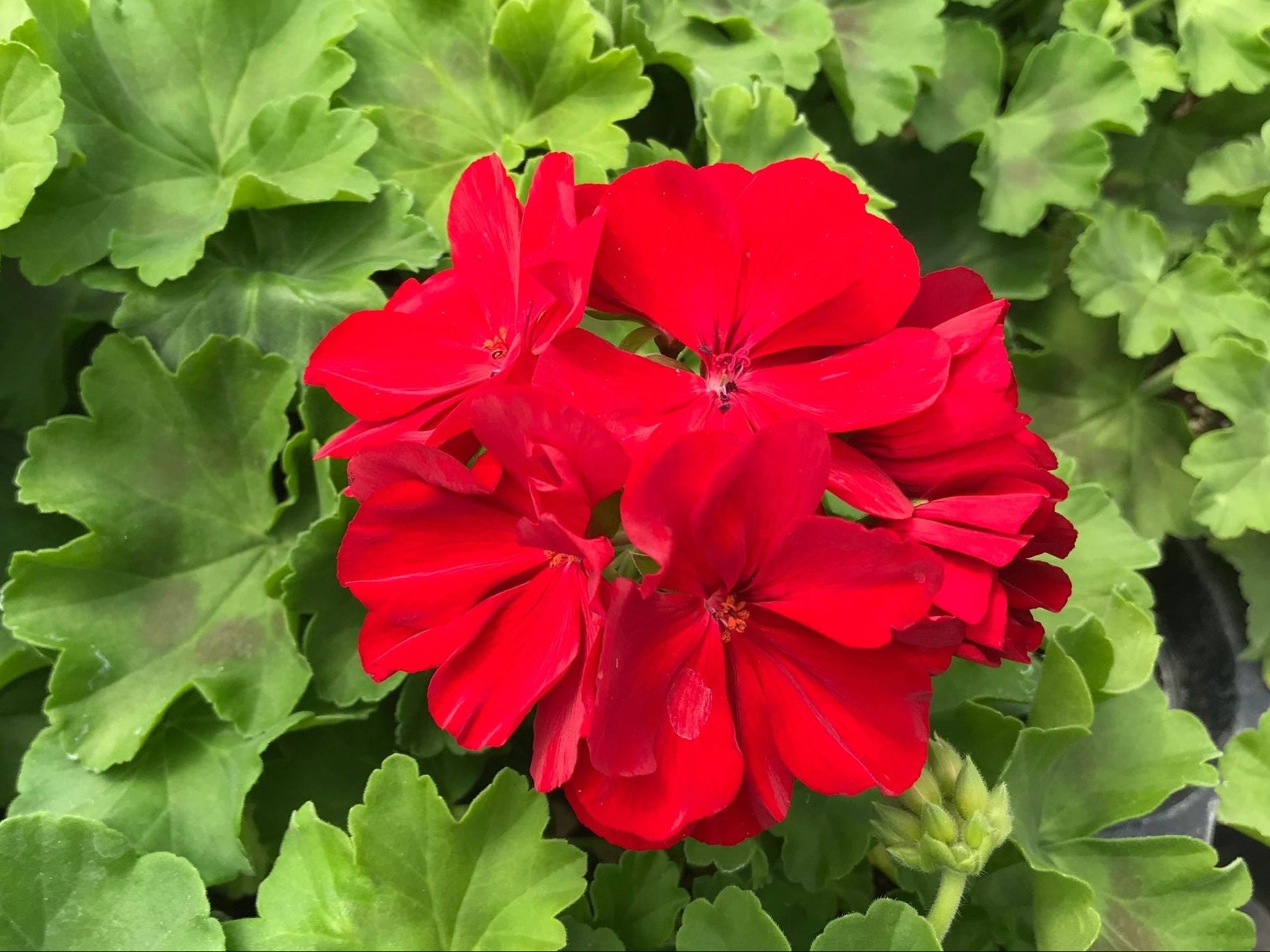 Geranium, Calliope Dark Red
