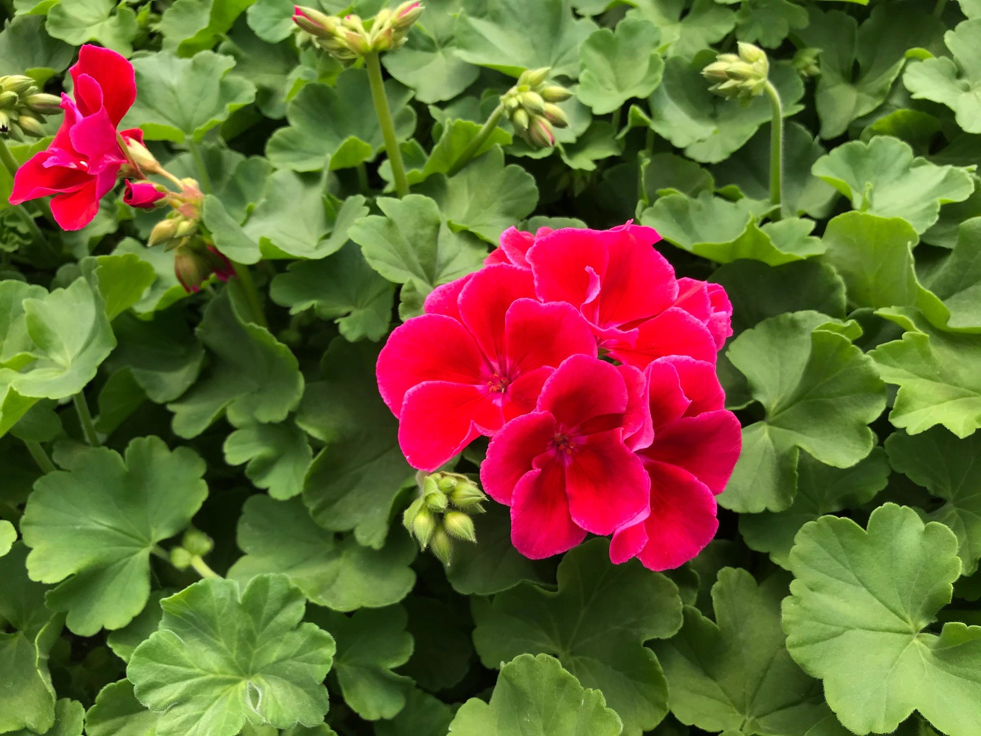 Geranium, Calliope Medium Crimson Flame