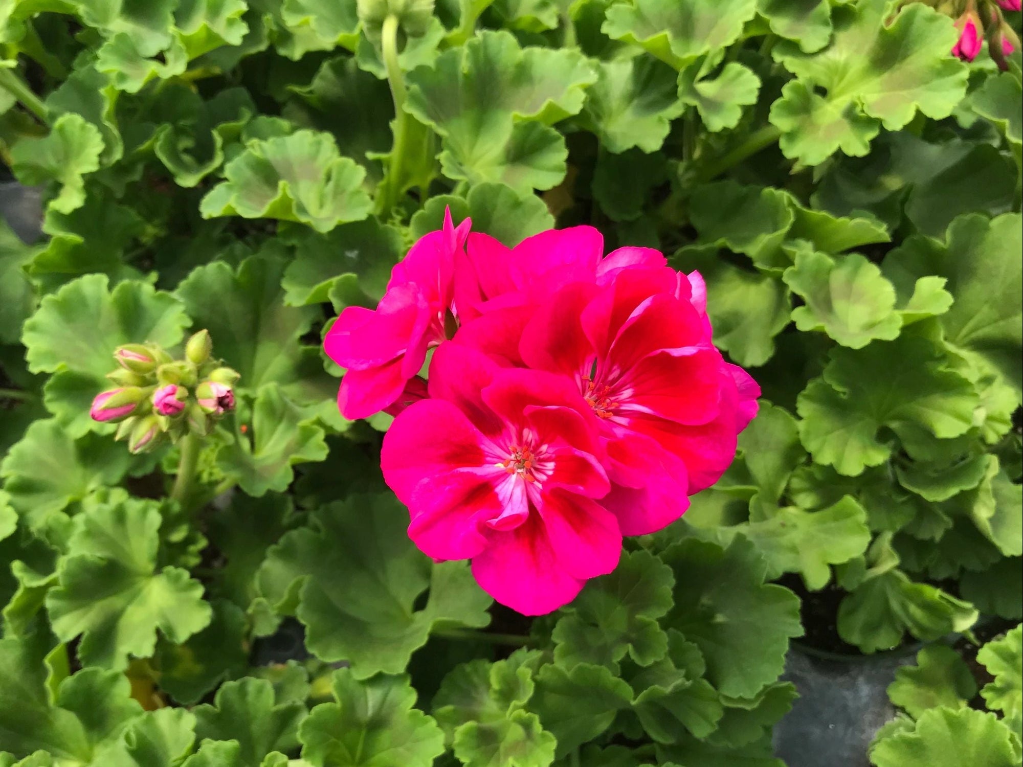 Geranium, Patriot Berry Parfait