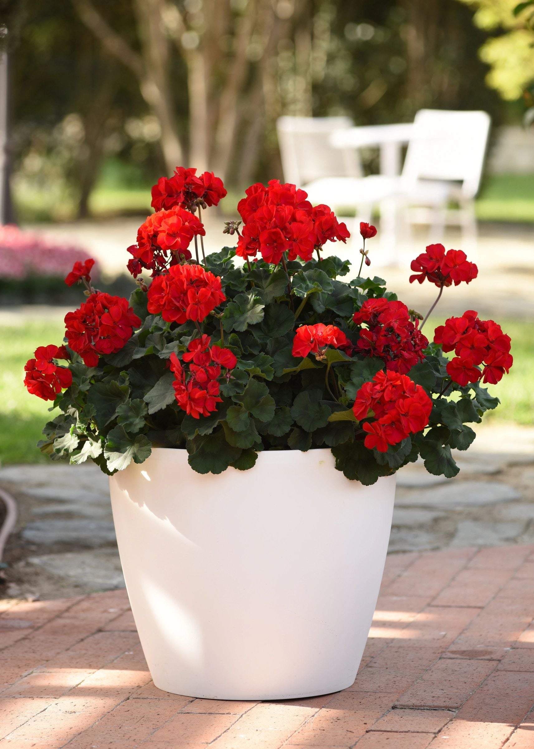 Geranium, Super Moon Red