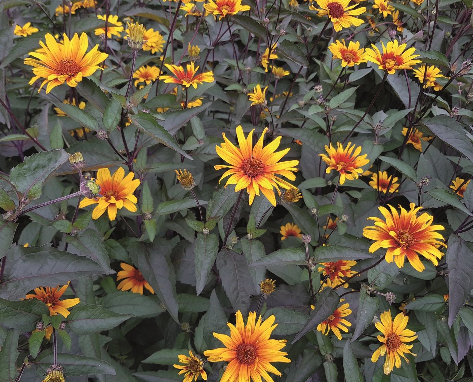 Heliopsis h. 'Burning Heart'