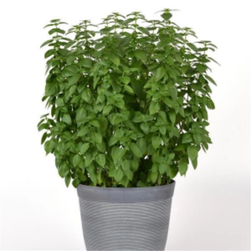Herb Plant, Basil 'Everleaf Lemon'