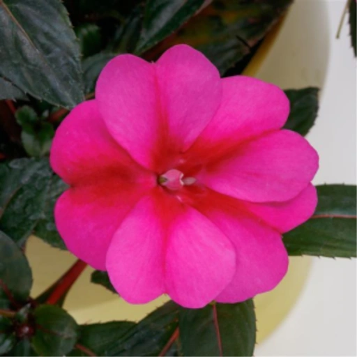 Impatiens, Sunpatiens Comp. Purple Candy